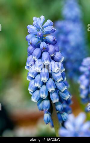 Muscari Cyaneo Violaceum una pianta bulbosa perenne a fiore primaverile con un fiore blu primaverile comunemente noto come giacinto di uva armena, stock pho Foto Stock