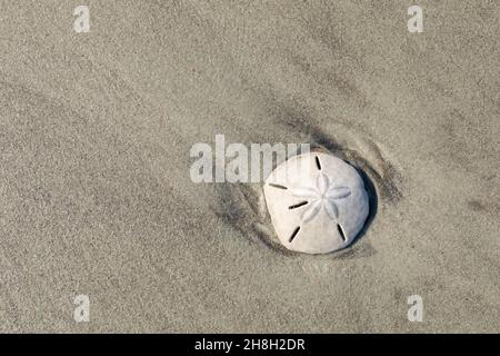 Dollaro di sabbia lavato ashore in una tempesta sulla costa del South Carolina, spazio creativo copia, aspetto orizzontale Foto Stock