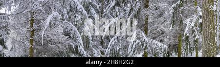 rami di abeti bianchi e soffici coperti di neve. sfondo panoramico naturale. Foto Stock