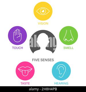 Cinque sensi dell'illustrazione vettoriale dell'icona del sistema nervoso umano, icone di linea semplici e cerchi di colore, Illustrazione Vettoriale