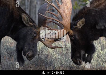 Bull alce bloccare corna grandi e maturi e scontrarsi in drammatica battaglia durante il solco alce a Jackson, Wyoming, vicino al Grand Teton National Park Foto Stock