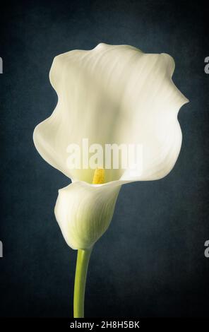 Primo piano di un giglio Calla bianco Foto Stock
