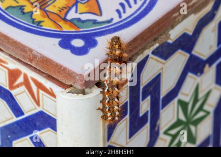 Acronicta rumicis, nodo erba moth Foto Stock