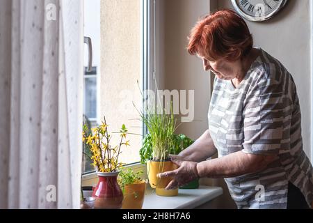 La donna anziana sta prendendo la cura della pianta e delle erbe in vaso sul davanzale della finestra Foto Stock