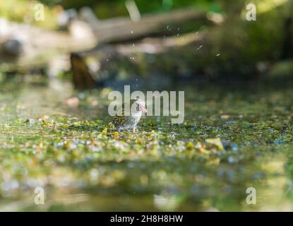 Siskin immaturo (Carduelis spinus) arroccato durante l'alimentazione delle alghe, con gocce d'acqua al di sopra. Perthshire Scozia Regno Unito. Giugno 2021 Foto Stock