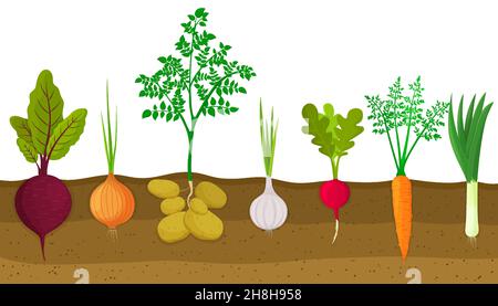 Verdure di radice differenti che crescono su pezza vegetale. Piante che mostrano la struttura di radice sotto il livello del suolo. Barbabietole, cipolle, patate, aglio, ravanelli, auto Illustrazione Vettoriale