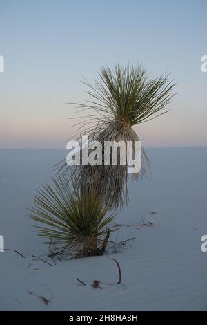Paesaggio minimalista con una palma nel White Sands National Park, New Mexico, al tramonto. Foto Stock