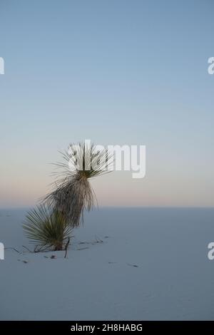 Paesaggio minimalista con una palma nel White Sands National Park, New Mexico, al tramonto. Foto Stock