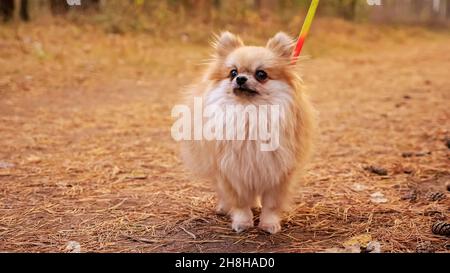 Giovane rosso pomerania mini spitz all'aperto nel parco autunnale Foto Stock