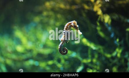 Cavalluccio marino sott'acqua. Esemplare di cavallino di mare (Hippocampus reidi) noto anche come cavallino di mare slanciato. Una specie subacquea unica. Concetto di mondo subacqueo. Foto Stock