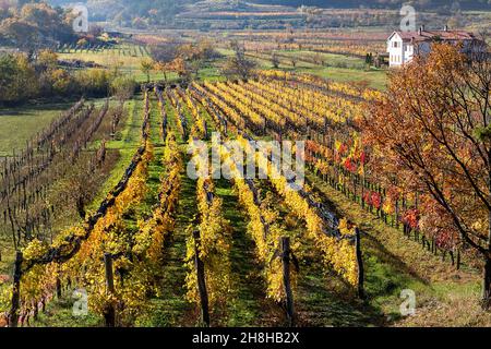 Vigneto a Hrastovlje in autunno, Slovenia Foto Stock