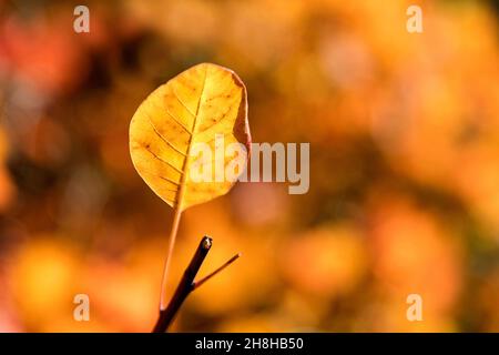 Ultima foglia gialla su un albero, fuoco selettivo, sfondo naturale. Foglie d'autunno aggrappate agli alberi Foto Stock