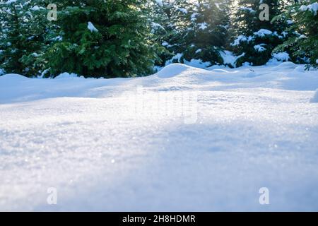 Sfondo invernale idilliaco con neve incontaminata e abeti appena caduti all'alba. La neve splendente al sole. Vista ad angolo basso, spazio di copia. Foto Stock