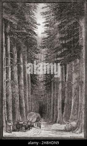 Scena in una foresta di conifere giganti sulla Sierra Nevada, Stati Uniti d'America. Dai nuovi lettori geografici di Longman, pubblicato nel 1892. Foto Stock