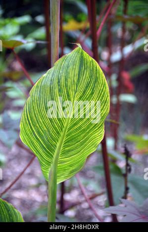 Singola canna variegata verde/gialla 'Pretoria' (canna Lily) foglia coltivata nei confini a Newby Hall & Gardens, Ripon, North Yorkshire, Regno Unito. Foto Stock