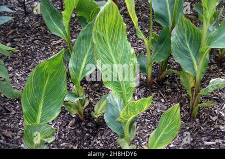 Groppa di foglie di canna variegata verde/gialla 'Pretoria' (canna Lily) coltivate nei confini di Newby Hall & Gardens, Ripon, North Yorkshire, Regno Unito. Foto Stock