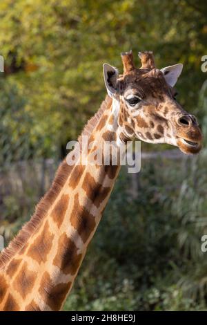 Giraffa Kordofan o Giraffa camelopardalis antiquorum, conosciuta anche come giraffa Centrafricana su sfondo verde naturale. Animali selvatici. Foto di alta qualità Foto Stock