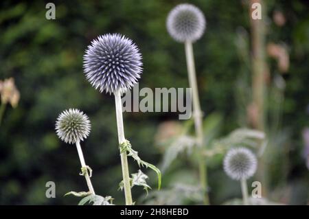 Sfere di colore blu-grigio Echinops Bannaticus (Blue Globe Thistle) Flowerheads nei confini a Newby Hall & Gardens, Ripon, North Yorkshire, Inghilterra, Regno Unito. Foto Stock