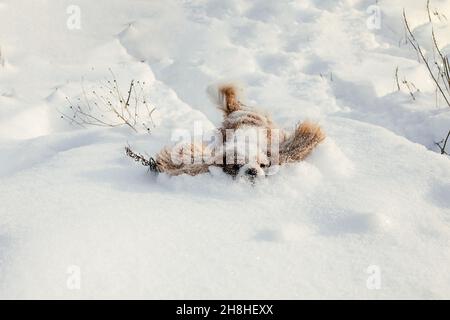 Il cane Cavalier King Charles salta attraverso le nevicate. Tutto è coperto di neve. Passeggiate con animali domestici in inverno. Buon mammifero Foto Stock