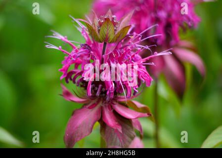 Singolo Pink/Purple Monarda Didyma ‘on Parade’ Bergamot Fiore cresciuto nei confini a Newby Hall & Gardens, Ripon, North Yorkshire, Inghilterra, Regno Unito. Foto Stock