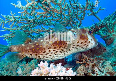 Egitto, Mar Rosso, un porcupinefish (Diodon hystrix) su uno sfondo di acropora sp. Corals Foto Stock