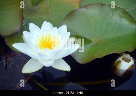 Singolo White/Yellow Water-Lily Flower 'Nymphaea alba' coltivato in Pond a Newby Hall & Gardens, Ripon, North Yorkshire, Inghilterra, Regno Unito. Foto Stock