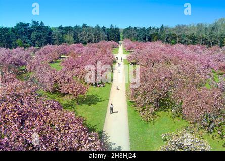 Francia, Hauts-de-Seine, Sceaux, tenuta dipartimentale di Sceaux, il North Grove e i suoi ciliegi giapponesi fioriscono Foto Stock