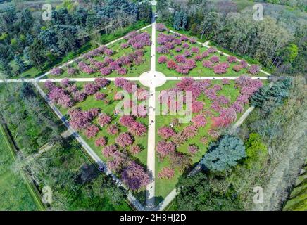 Francia, Hauts-de-Seine, Sceaux, tenuta dipartimentale di Sceaux, il North Grove e la sua fioritura di ciliegi giapponesi (vista aerea) Foto Stock