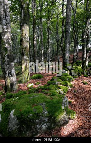 Francia, Vosgi, Ventron, massiccio del Grand Ventron, foresta, Muro lapidato sul confine franco-tedesco dal 1871 al 1918 Foto Stock