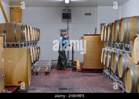 Francia, Calvados, raccolto a Les Arpents du Soleil, vigneto a Saint-Pierre-sur-Dives in Normandia Foto Stock