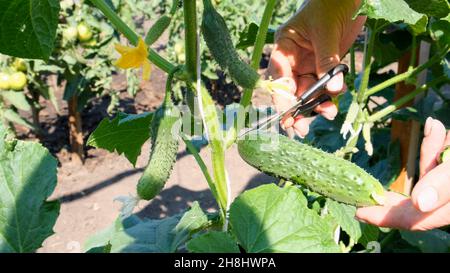 Le mani femminili tengono un cetriolo verde che cresce su un ramo. Cetrioli crescenti sul letto. Foto Stock