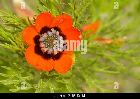 Adonis annua, comunemente chiamato sangue goccia o pernice occhio, è una pianta erbacea annuale della famiglia ranunculaceas Foto Stock