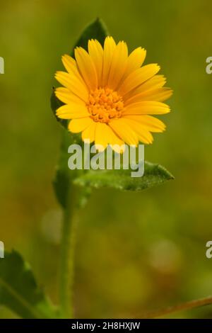 Fiori selvatici nel loro ambiente naturale. Fiori di primavera. Foto Stock