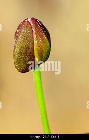 Capparis spinosa - il cappero, è una pianta di arbustia originaria della regione mediterranea. Foto Stock