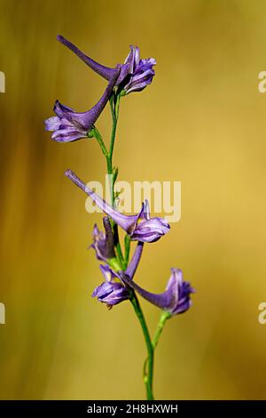 Delphinium gracile - Larkspur, è un'erba phanerogammic della famiglia del buttercup. Foto Stock