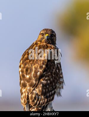 Un giovane falco dalla coda rossa (Buteo jamaicensis) Al Merced National Wildlife Refuge nella Central Valley Della California Stati Uniti Foto Stock