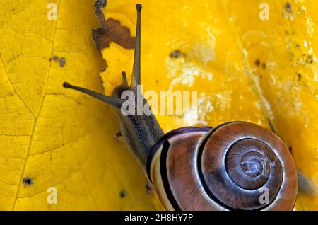 Lumaca. Jamaica Bay NWR, Gateway, NRA. Terra lumaca su foglie di cottonwood giallo in autunno. Foto Stock