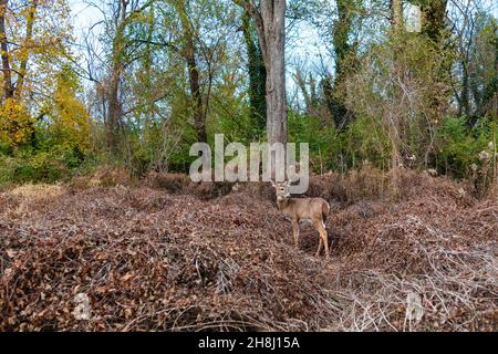 Giovane cervo a coda di bianco nel parco urbano Foto Stock