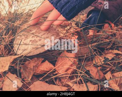 Le mani tagliano un ombrello a fungo commestibile variegato nel primo piano della foresta Foto Stock