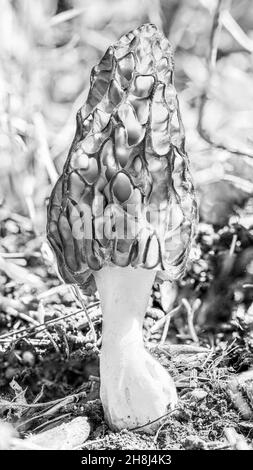 Fungo Morel nel sole primaverile nella foresta, macro ad alta definizione, foto in bianco e nero Foto Stock