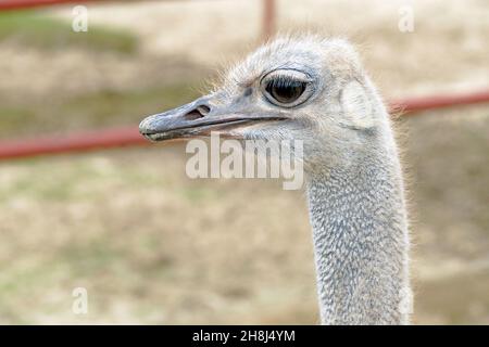 Struzzo testa da vicino allo zoo Foto Stock