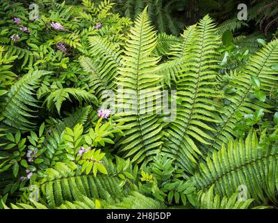 Wood Fern Dryopteris wallichiana Plant di Wallich Foto Stock