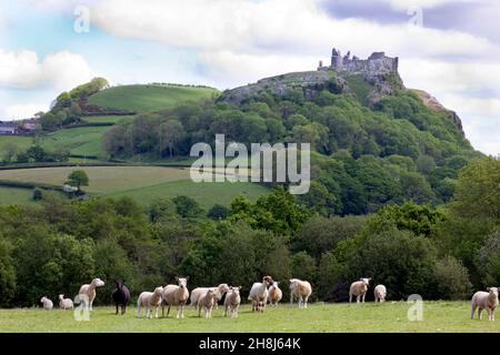 Pascolo di pecore, Carreg Cennen Castello, Black Mountains, Carmarthenshire, Galles del Sud Foto Stock