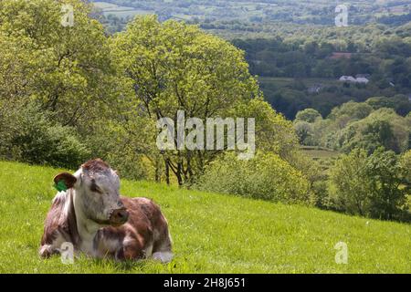 Radura di vitello Durham Longhorn, Black Mountains, Carmarthenshire, Galles Foto Stock