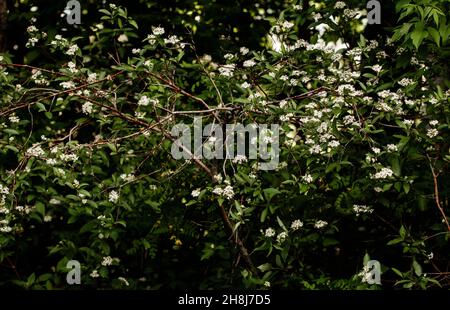Gruppi di piccoli fiori bianchi su un albero in una lussureggiante foresta estiva Foto Stock