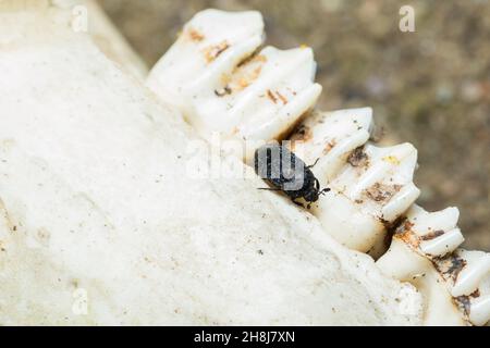 Coleottero di larice (Dermestes murinus) Foto Stock