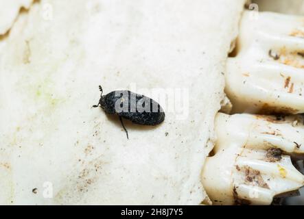 Coleottero di larice (Dermestes murinus) Foto Stock