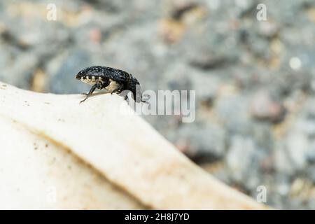 Coleottero di larice (Dermestes murinus) Foto Stock