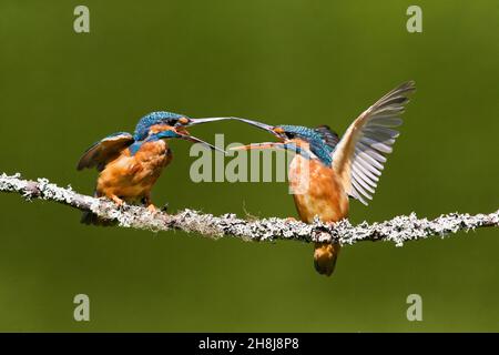 Comune Martin pescatore (Alcedo atthis) coppia di adulti arroccato sul ramo lotta, Suffolk, Inghilterra, agosto 2019 Foto Stock