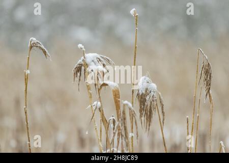 Poco profonda messa a fuoco di cereali con neve su di esso in inverno - perfetto per uno sfondo Foto Stock